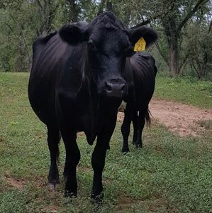 Meet your Posher, Christy